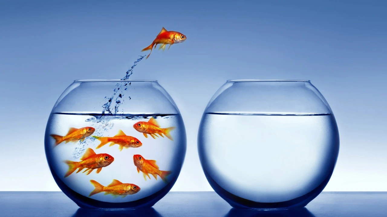 goldfish_escaping_captivity-1280x720
